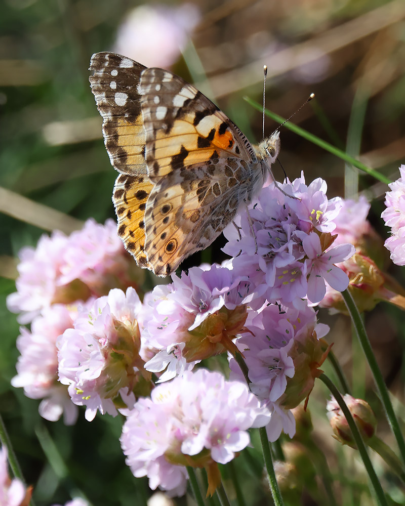 Painted lady